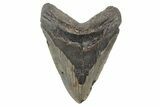 Bargain, Fossil Megalodon Tooth - North Carolina #208003-1